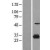 Western Blot: 15-PGDH Lysate [NBL1-11693] - Western Blot experiments. 
Left-Control; Right -Over-expression Lysate for HPGD